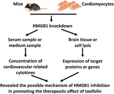 An insight into novel therapeutic potentials of taxifolin